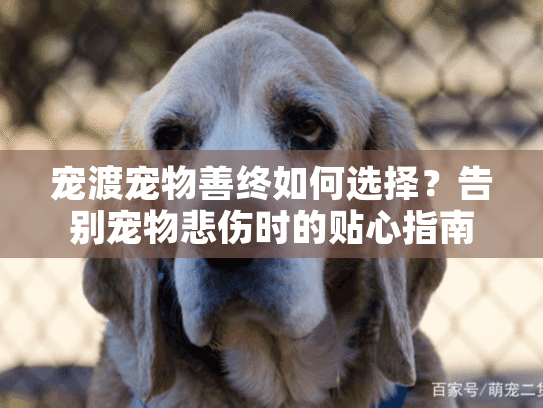 宠渡宠物善终如何选择？告别宠物悲伤时的贴心指南