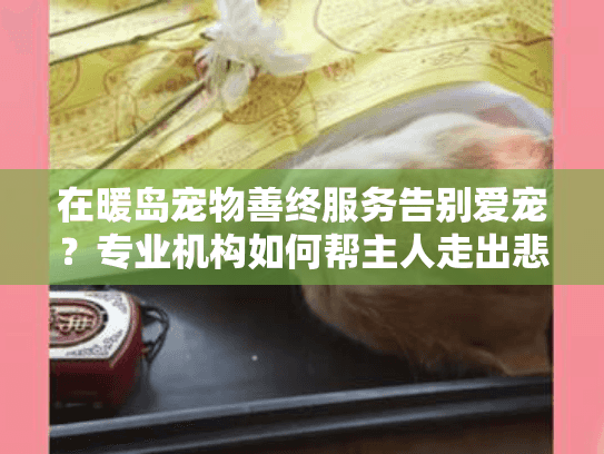 在暖岛宠物善终服务告别爱宠？专业机构如何帮主人走出悲伤
