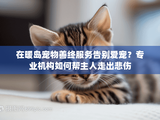 在暖岛宠物善终服务告别爱宠？专业机构如何帮主人走出悲伤