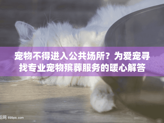 宠物不得进入公共场所？为爱宠寻找专业宠物殡葬服务的暖心解答