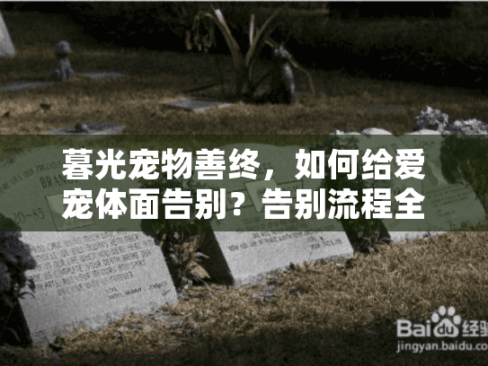 暮光宠物善终，如何给爱宠体面告别？告别流程全解析