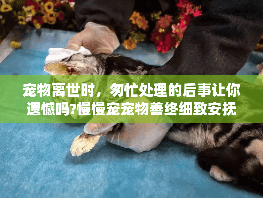 宠物离世时，匆忙处理的后事让你遗憾吗?慢慢宠宠物善终细致安抚指南