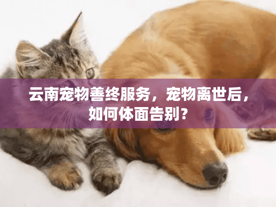 云南宠物善终服务，宠物离世后，如何体面告别？