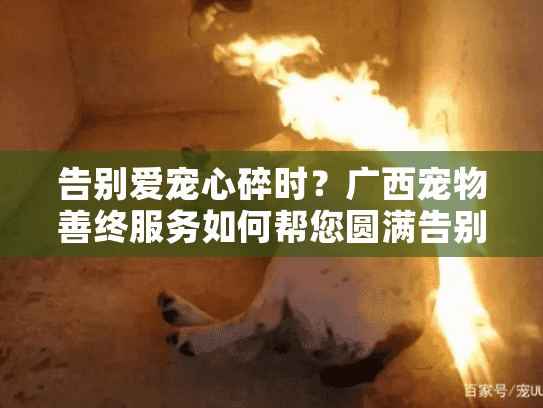 告别爱宠心碎时？广西宠物善终服务如何帮您圆满告别？