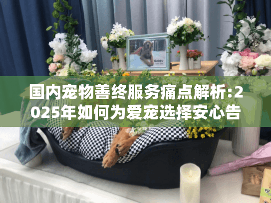 国内宠物善终服务痛点解析:2025年如何为爱宠选择安心告别方式?