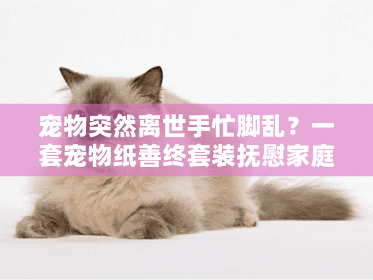 宠物突然离世手忙脚乱？一套宠物纸善终套装抚慰家庭悲恸时光