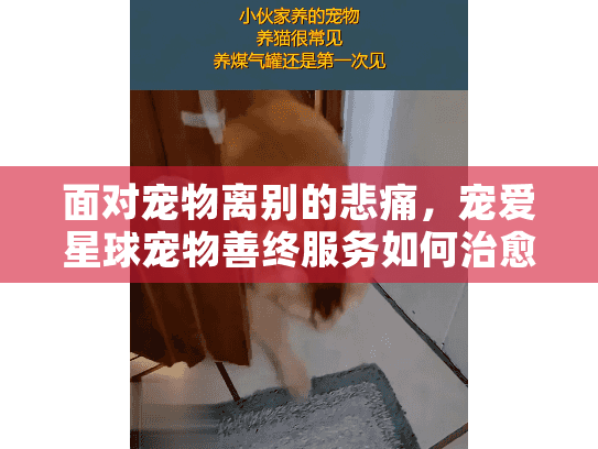 面对宠物离别的悲痛，宠爱星球宠物善终服务如何治愈您的心灵？