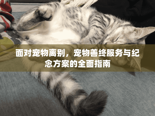 面对宠物离别，宠物善终服务与纪念方案的全面指南