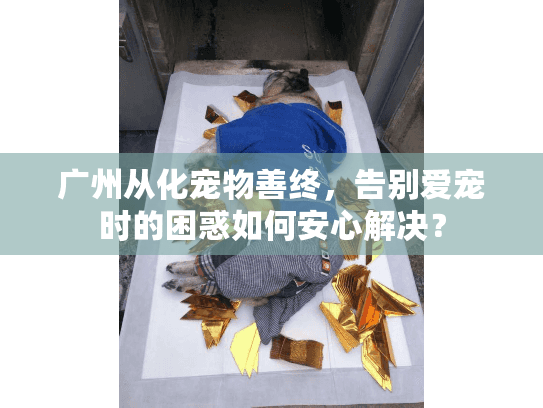 广州从化宠物善终，告别爱宠时的困惑如何安心解决？