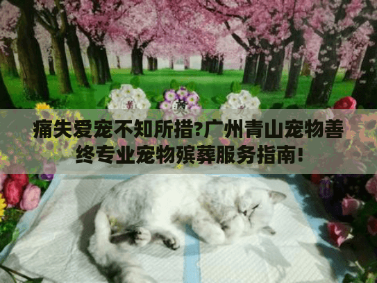 痛失爱宠不知所措?广州青山宠物善终专业宠物殡葬服务指南!
