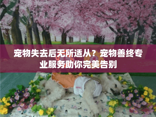 宠物失去后无所适从？宠物善终专业服务助你完美告别