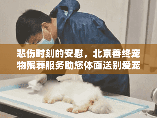 悲伤时刻的安慰，北京善终宠物殡葬服务助您体面送别爱宠