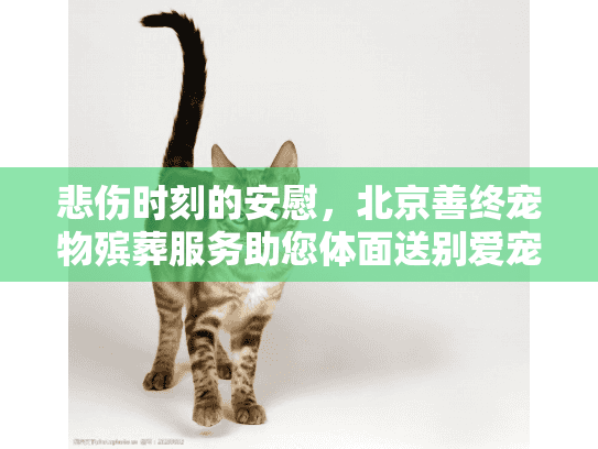悲伤时刻的安慰，北京善终宠物殡葬服务助您体面送别爱宠