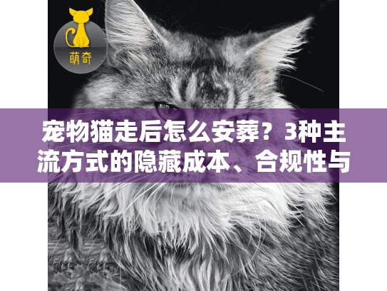 宠物猫走后怎么安葬？3种主流方式的隐藏成本、合规性与情感价值拆解