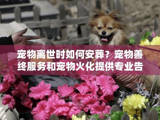 宠物离世时如何安葬？宠物善终服务和宠物火化提供专业告别方案？