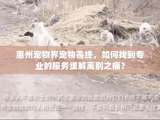 惠州宠物界宠物善终，如何找到专业的服务缓解离别之痛？