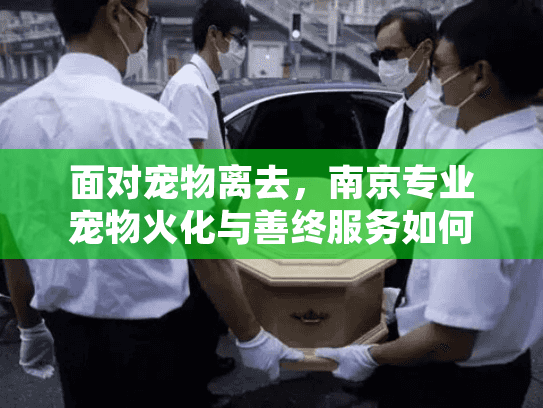 面对宠物离去，南京专业宠物火化与善终服务如何带给你最后的慰藉？