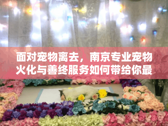 面对宠物离去，南京专业宠物火化与善终服务如何带给你最后的慰藉？