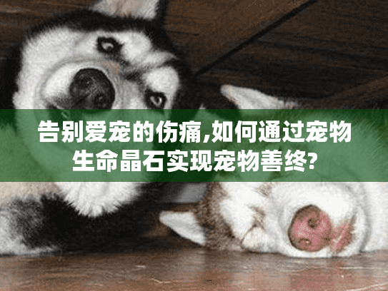 告别爱宠的伤痛,如何通过宠物生命晶石实现宠物善终?