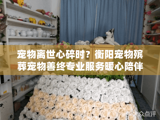 宠物离世心碎时？衡阳宠物殡葬宠物善终专业服务暖心陪伴