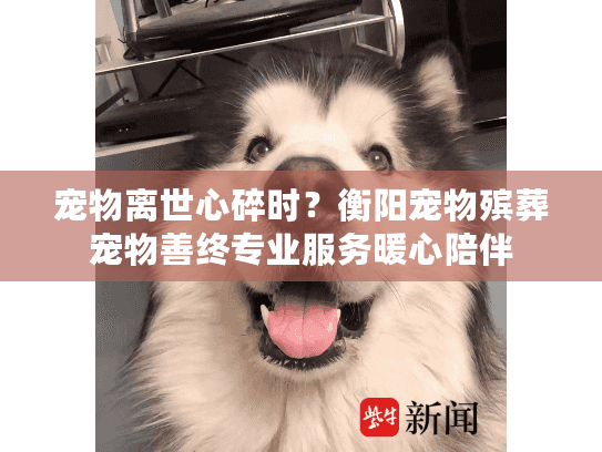 宠物离世心碎时？衡阳宠物殡葬宠物善终专业服务暖心陪伴