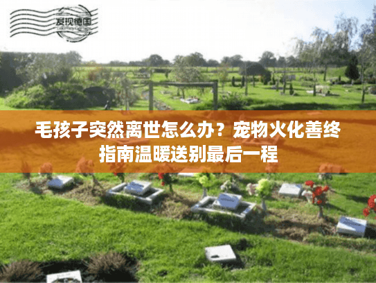毛孩子突然离世怎么办？宠物火化善终指南温暖送别最后一程
