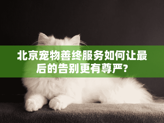 北京宠物善终服务如何让最后的告别更有尊严?