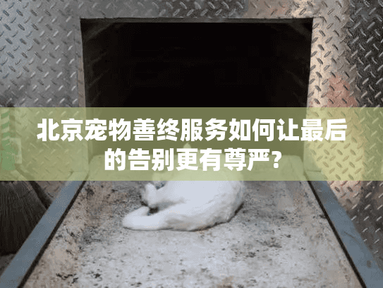 北京宠物善终服务如何让最后的告别更有尊严?