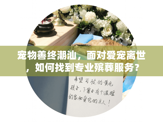 宠物善终潮汕，面对爱宠离世，如何找到专业殡葬服务？