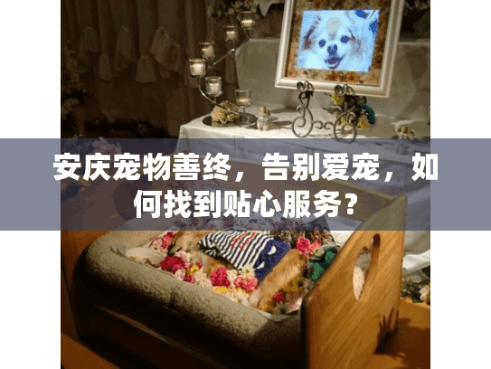 安庆宠物善终，告别爱宠，如何找到贴心服务？