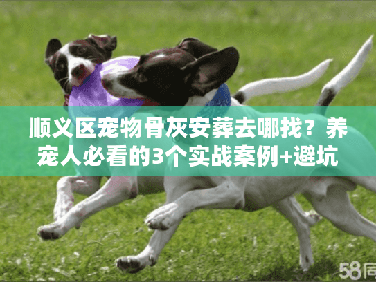 顺义区宠物骨灰安葬去哪找?养宠人必看的3个实战案例+避坑指南 顺义区宠物骨灰安葬去哪找?养宠人必看的3个实战案例+避坑指南