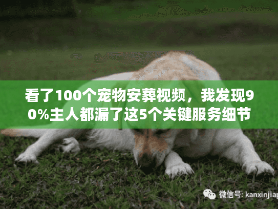 看了100个宠物安葬视频，我发现90%主人都漏了这5个关键服务细节