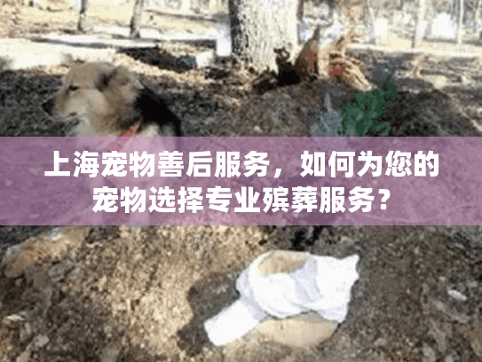 上海宠物善后服务，如何为您的宠物选择专业殡葬服务？