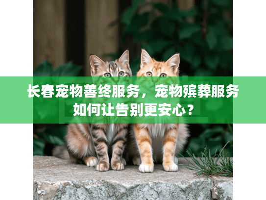 长春宠物善终服务，宠物殡葬服务如何让告别更安心？