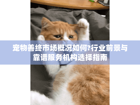 宠物善终市场概况如何?行业前景与靠谱服务机构选择指南