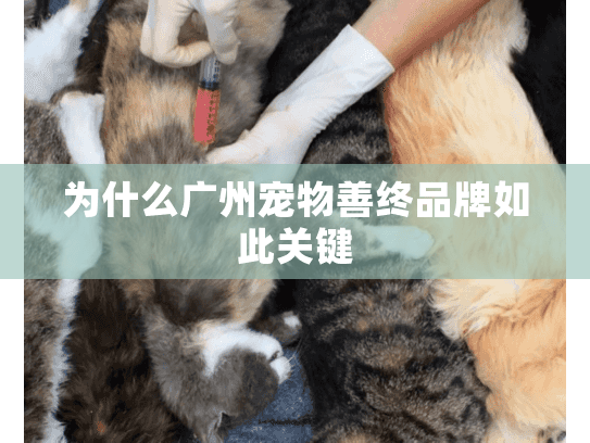 为什么广州宠物善终品牌如此关键