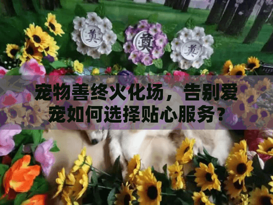 宠物善终火化场，告别爱宠如何选择贴心服务？
