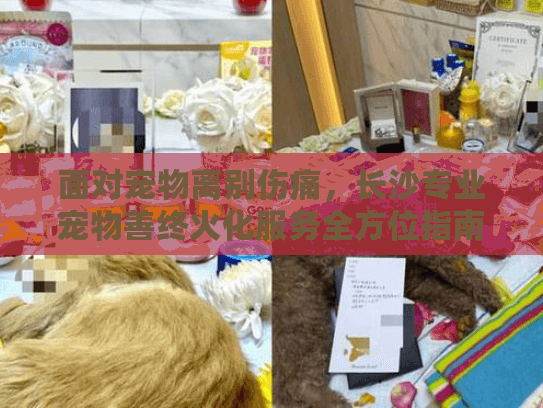 面对宠物离别伤痛，长沙专业宠物善终火化服务全方位指南