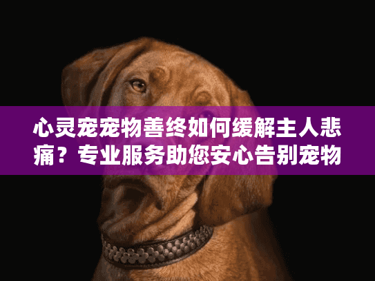 心灵宠宠物善终如何缓解主人悲痛？专业服务助您安心告别宠物伙伴