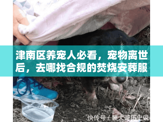 津南区养宠人必看，宠物离世后，去哪找合规的焚烧安葬服务？