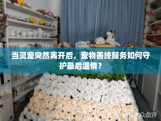 当灵宠突然离开后，宠物善终服务如何守护最后温情？