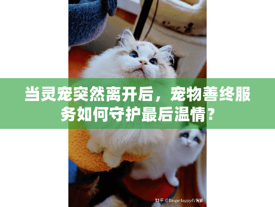 当灵宠突然离开后，宠物善终服务如何守护最后温情？