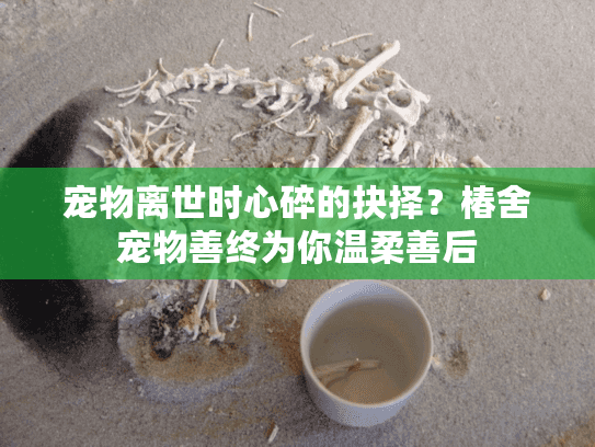 宠物离世时心碎的抉择？椿舍宠物善终为你温柔善后