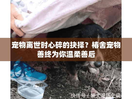 宠物离世时心碎的抉择？椿舍宠物善终为你温柔善后