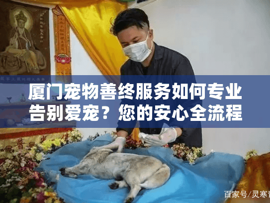 厦门宠物善终服务如何专业告别爱宠？您的安心全流程指南