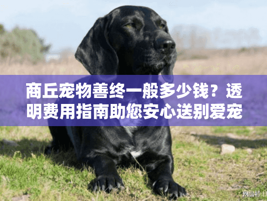商丘宠物善终一般多少钱？透明费用指南助您安心送别爱宠