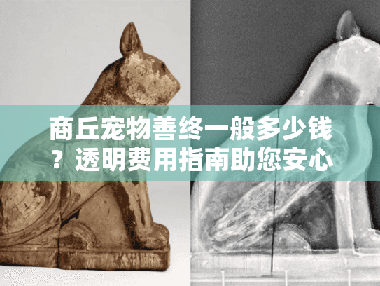 商丘宠物善终一般多少钱？透明费用指南助您安心送别爱宠