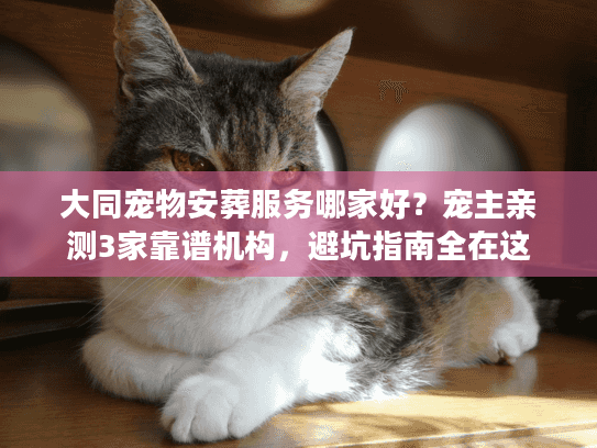 大同宠物安葬服务哪家好？宠主亲测3家靠谱机构，避坑指南全在这