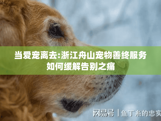 当爱宠离去:浙江舟山宠物善终服务如何缓解告别之痛