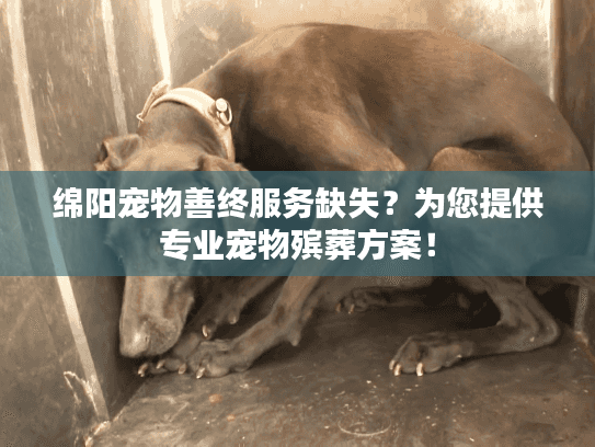 绵阳宠物善终服务缺失？为您提供专业宠物殡葬方案！